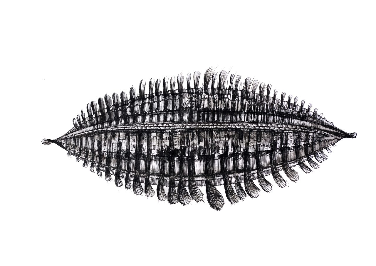 City Shield 2, a pen and ink drawing of a feathered, leaf-shaped form with a row of tiny buildings along its centre band, by David Hamilton